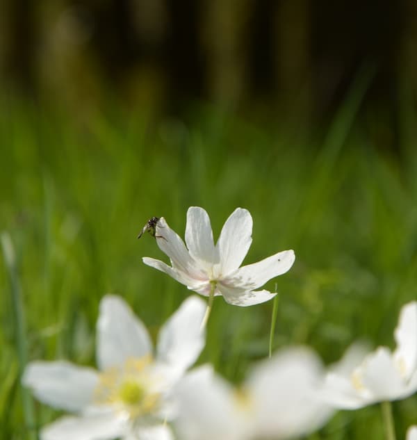 domaine-fleurs-galerie